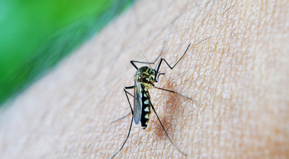 Queen’s Researchers Urge Public To Report Sightings